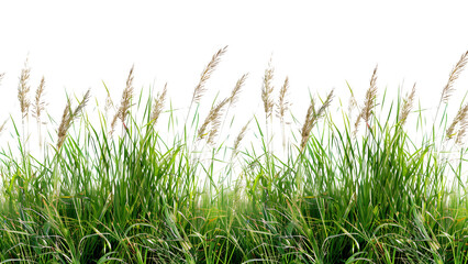 A detailed image of tall grass from a meadow Isolated on a transparent background