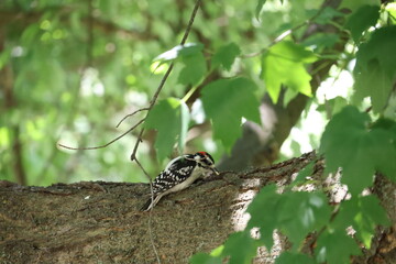 Obraz premium spotted woodpecker on tree