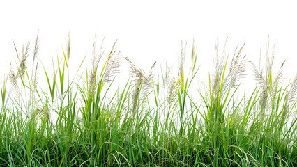 A detailed image of tall grass from a meadow Isolated on a transparent background