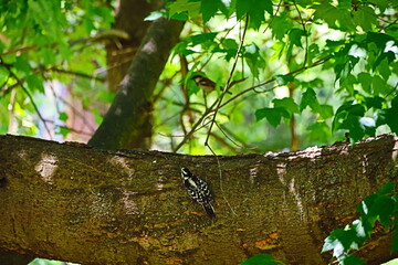 woodpecker on branch