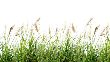 A detailed image of tall grass from a meadow Isolated on a transparent background