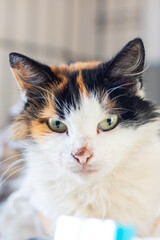 A calico cat is laying in a cage, gazing curiously at the camera