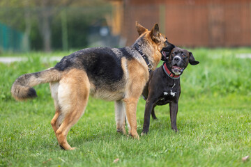 Two dogs. It looks like one is saying something in the other's ear.