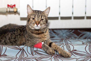 A cat that has a bandage wrapped around its leg is laying on a bed