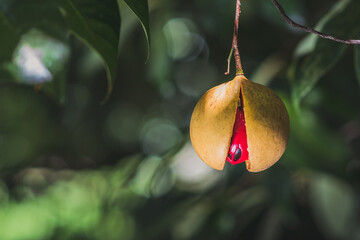 Ripe nutmeg breaking its shell on a nutmeg tree, ready to be harvested, North Sulawesi, Indonesia