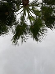 Obraz premium Palmenhimmel