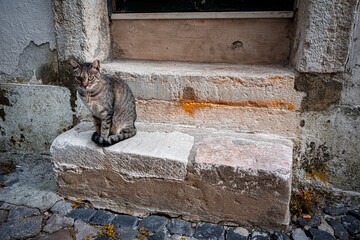 Kot w mieście © Dorota