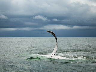 Obraz premium Humpback Whale flipper slapping at Bahia Malaga, Colombia