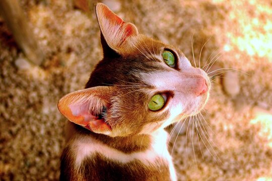 A curious cat with striking green eyes gazing upward in a sunlit setting among scattered pebbles in the afternoon