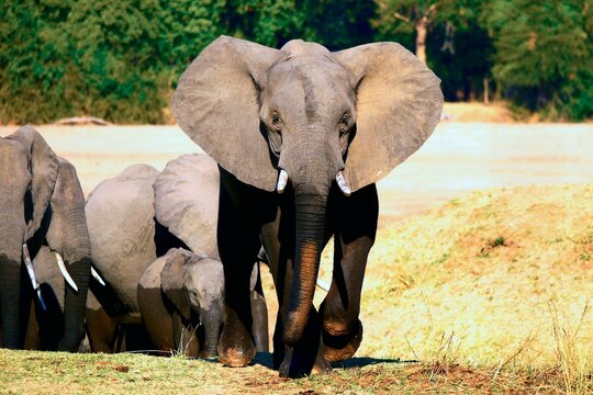 A family of elephants walking through the savannah.