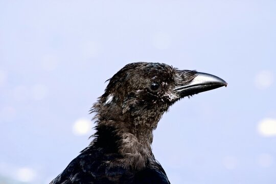 A close-up view of a black crow with shiny feathers perched against a blurred blue background during daylight