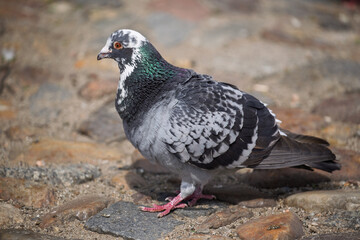 Obraz premium Pigeon on the ground.