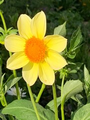 fleur jaune
