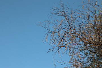 branches against blue sky