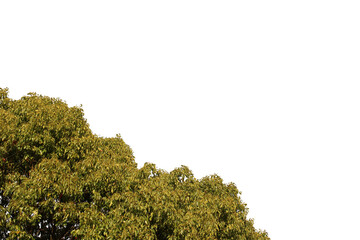 紅葉の木・山　切り抜き