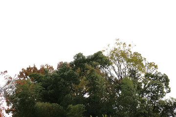 紅葉の木・山　切り抜き