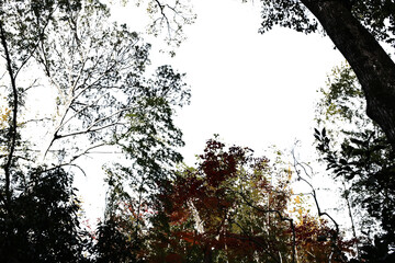 紅葉の木・山　切り抜き