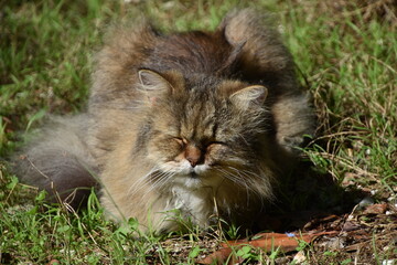 chat persan