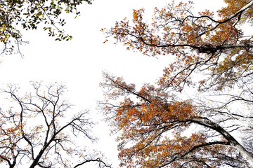 紅葉の木・山　切り抜き