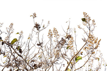 紅葉の木・山（桐）　切り抜き
