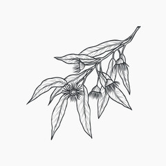 Hand drawn eucalyptus tree branch illustration. Australian native plant © Maria