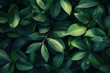 Lush Green Leaves for Natural Aesthetic Background