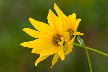 Topinambur (Helianthus tuberosus) 