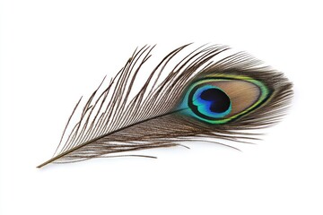 Fototapeta premium Vibrant Peacock Feather on White Background