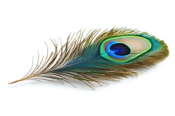 Vibrant Peacock Feather on Clean Background