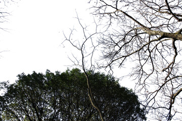 紅葉の木・山　切り抜き