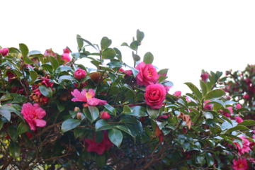 椿の花　切り抜き