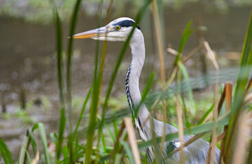 Héron cendré (gray heron-