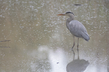 Héron cendré (gray heron-