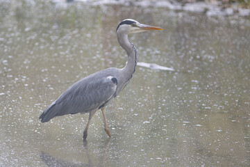 Héron cendré (gray heron-