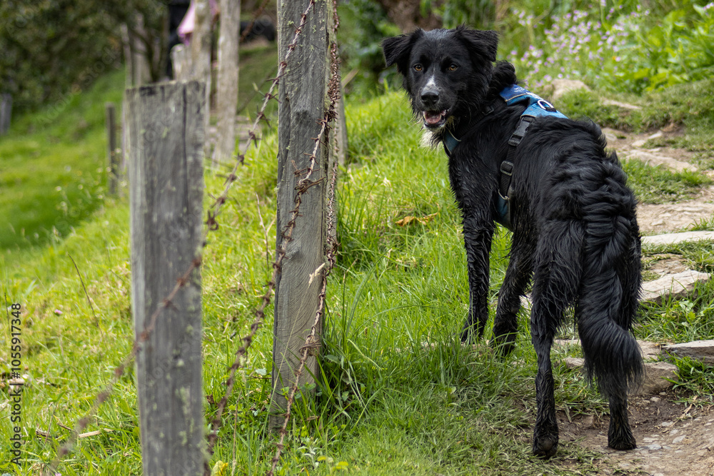 Wall mural a curious black dog, covered in mud, wearing a blue harness explores a scenic trail in the colombian