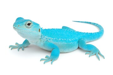 Fototapeta premium A vibrant blue lizard showcasing its unique color and texture, perfect for nature and wildlife photography.
