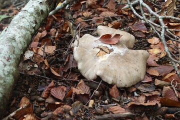 énorme champignon dans une forêt