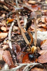 champignon en forêt