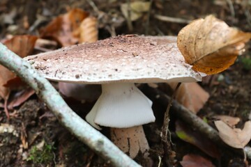 champignon en forêt