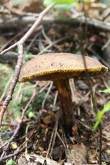 champignon en forêt