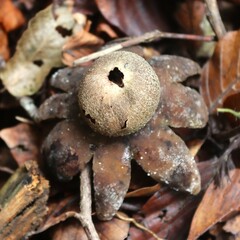 champignon dans un sous-bois