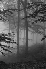 paysage sombre de forêt