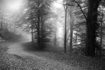 paysage sombre de forêt
