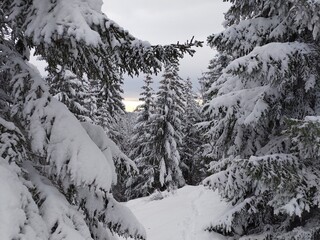 snow covered trees in mountains
