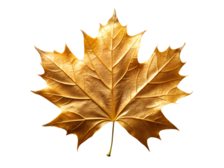 Golden Metallic Maple Leaf, Isolated on transparent background, Png Element, Png Photo