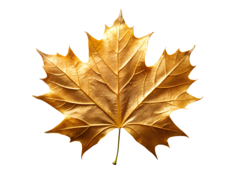 Golden Metallic Maple Leaf, Isolated on transparent background, Png Element, Png Photo