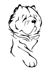 Outlined portrait of a proud Chow Chow dog