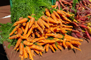 bunch of carrots