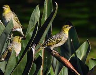 Village Weavers (Ploceus cucullatus) enjoying the sunshine in the budding flowers