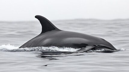 Naklejka premium Graceful Whale Swimming in the Ocean